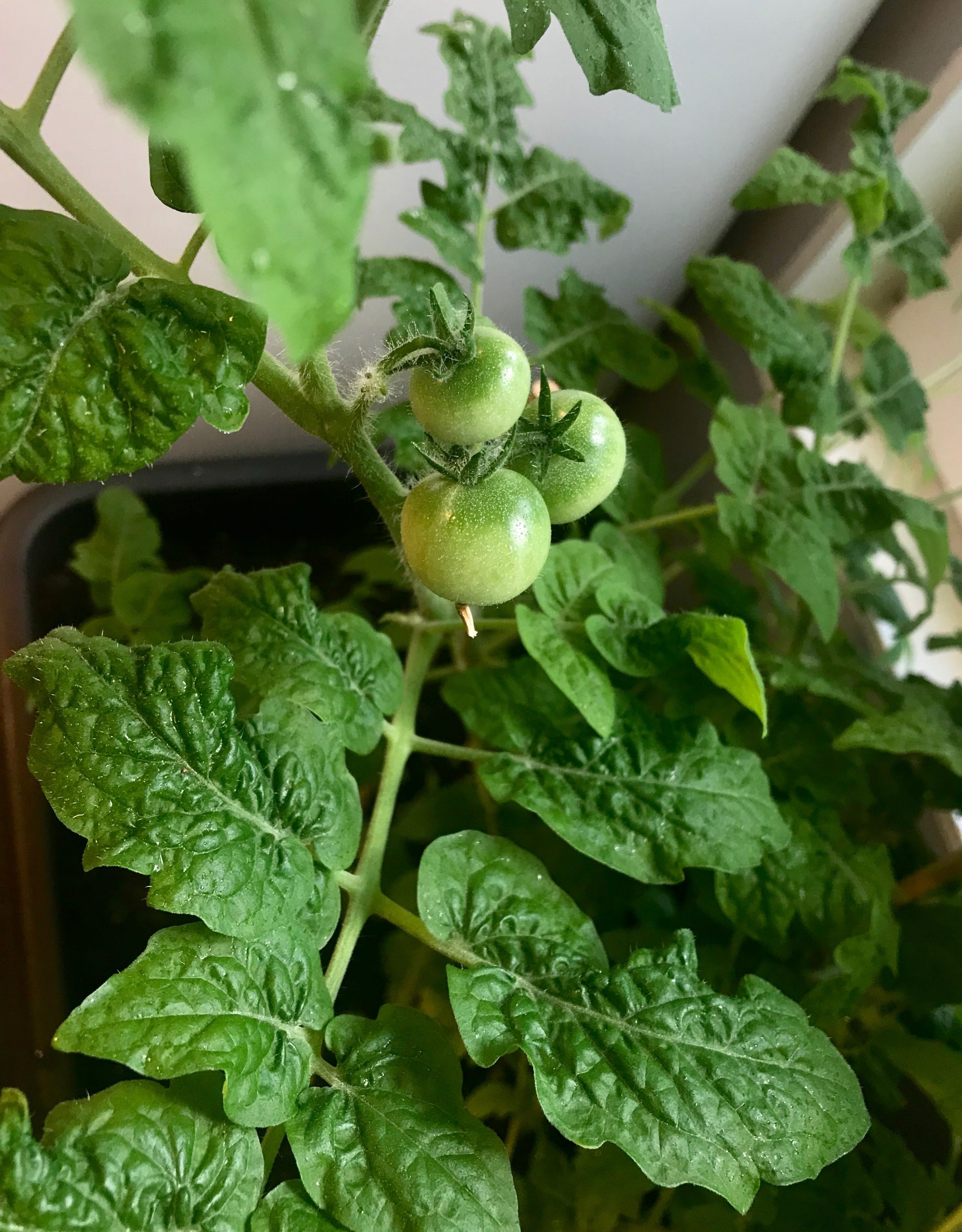 Tomatplanta som håller på att gro